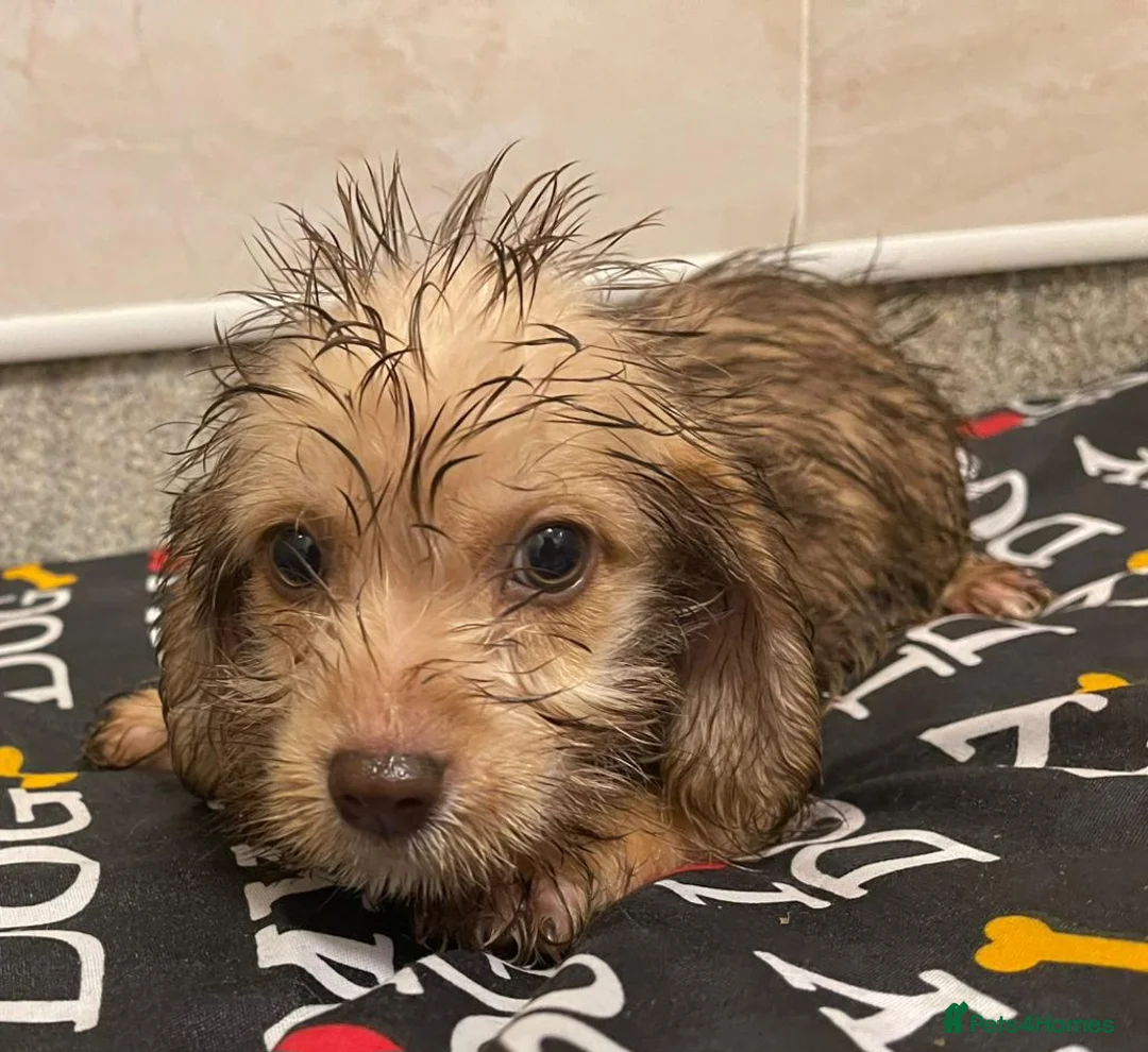 Doxiepoo dogs for sale: Doxiepoos ready for their new forever homes!!! - Advert 5