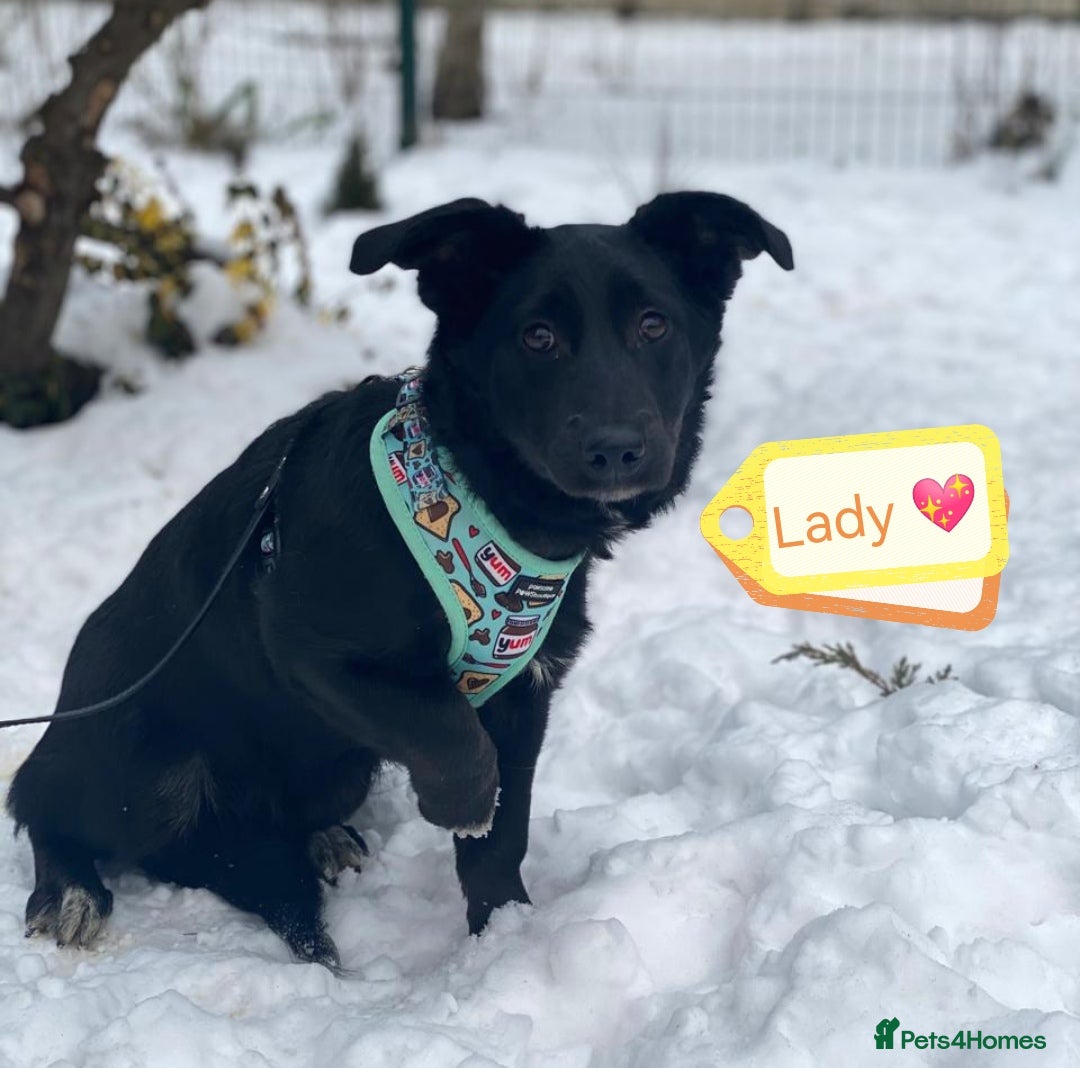 Mixed Breed dogs for adoption: 💖🐶 LADY AND DORY 🐶💖 - Advert 2