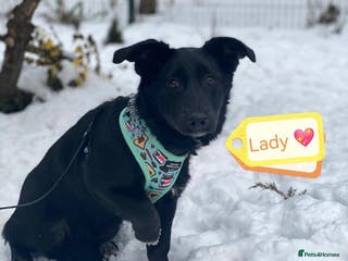 Mixed Breed dogs 💖🐶 LADY AND DORY 🐶💖 - Advert 2