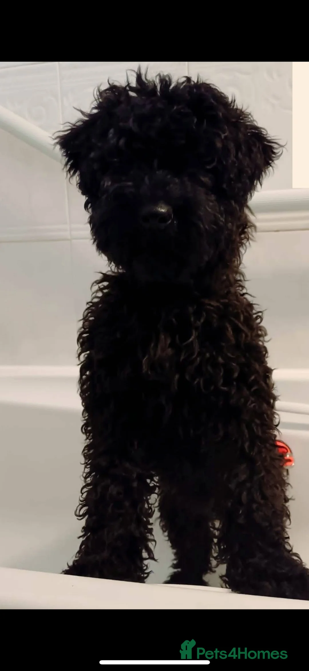 Kerry Blue Terrier dogs for sale: Kerry blue terrier  - Advert 3