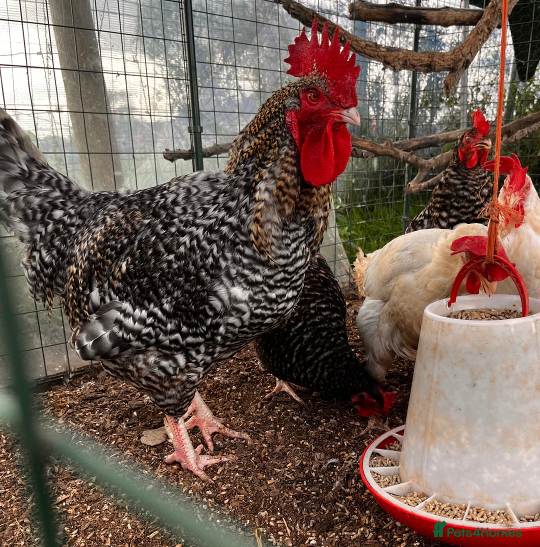 Chickens poultry for sale: Breeding flock of speckled and layer flock - Image 2