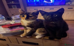 British Shorthair cats for sale: 2 Beautiful female Kittens - Image 1