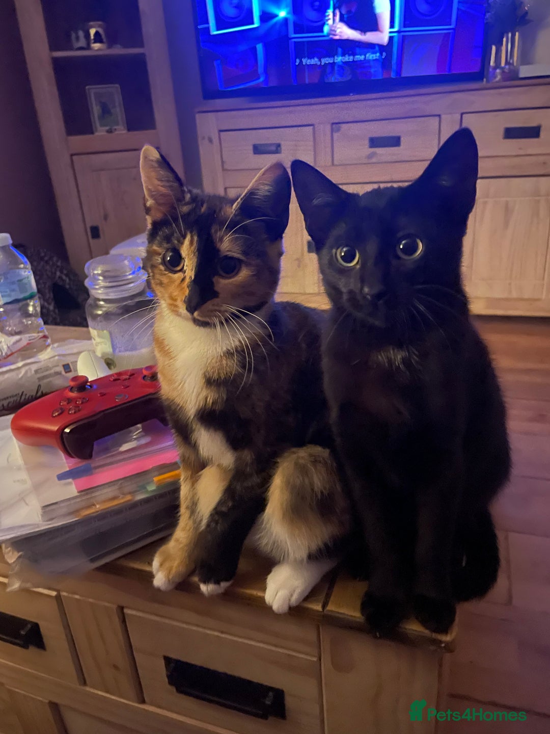 British Shorthair cats for sale: 2 Beautiful female Kittens - Image 1