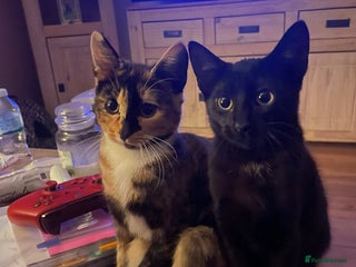 British Shorthair cats - Advert 35