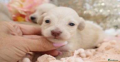 Miniature Dachshund dogs - Advert 7