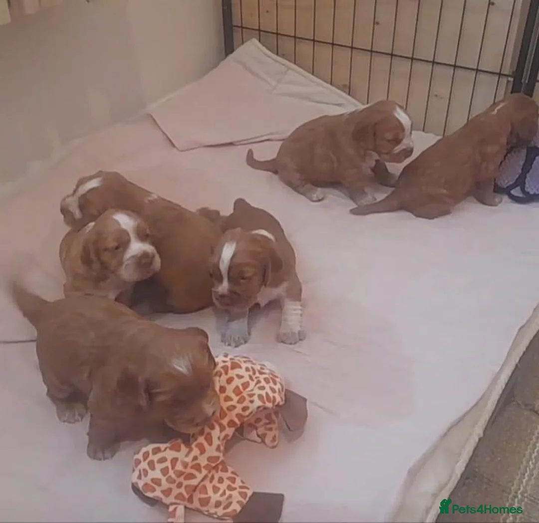 Sprocker dogs for sale: Sprocker x Cocker Spaniel Puppies - Advert 2