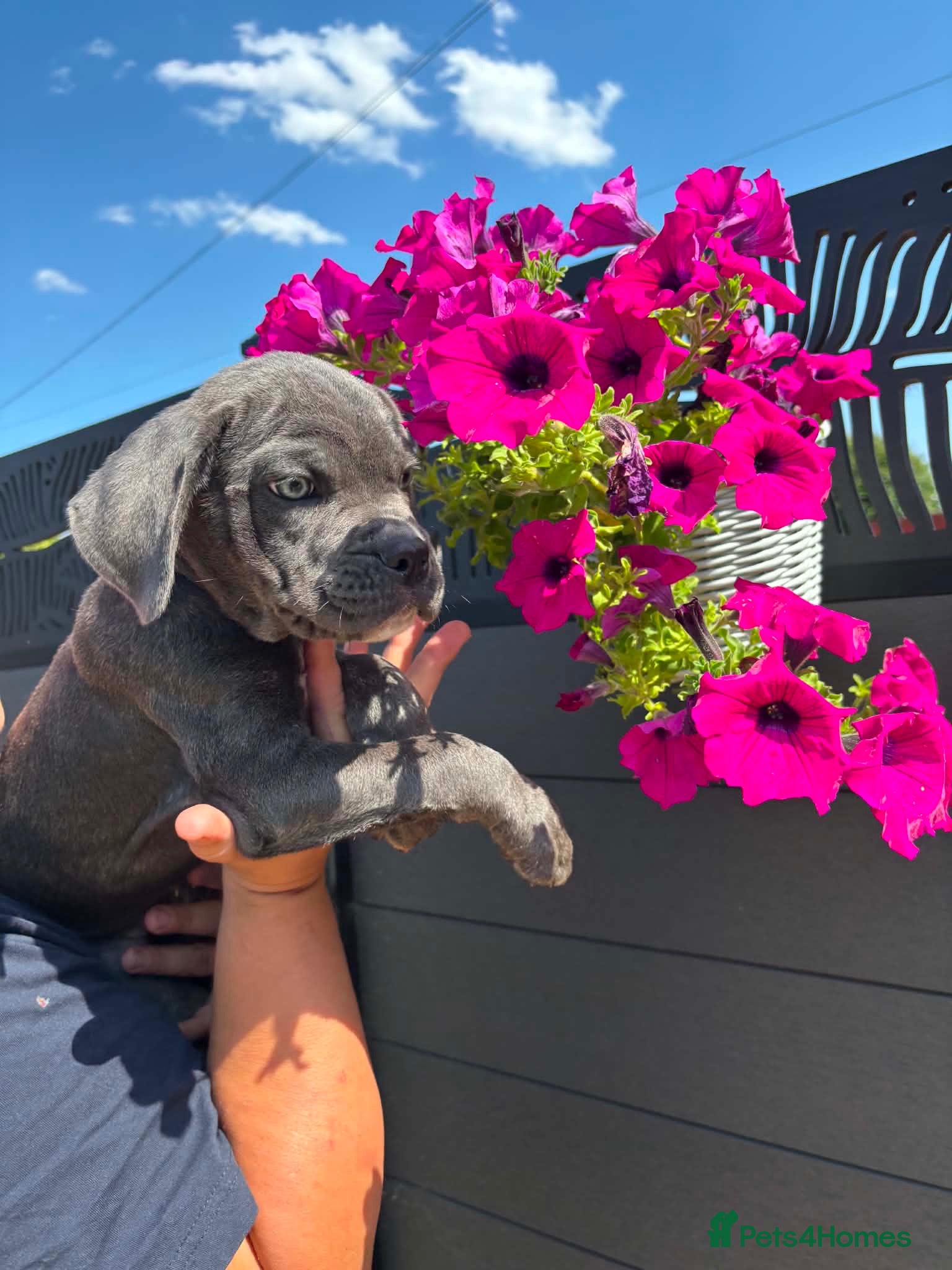 Cane Corso dogs Now ready to leave!🥰 - Advert 1