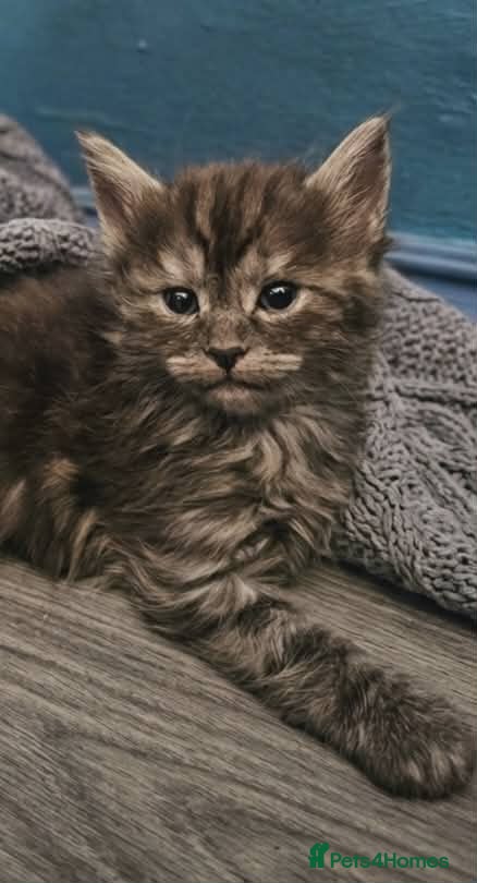 Mixed Breed cats Stunning Half Maine Coon Type Kittens for Sale - Advert 1