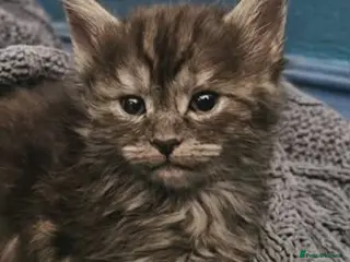 Mixed Breed cats Stunning Half Maine Coon Type Kittens for Sale - Advert 1