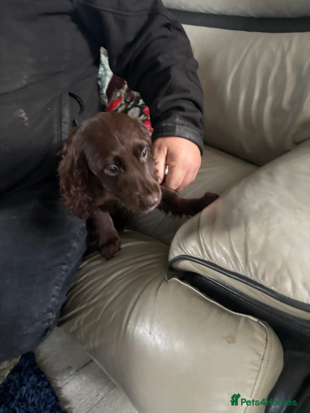 Cockapoo dogs for sale: Cockapoo puppys - Advert 10