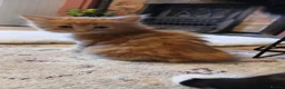 British Longhair cats for sale: Medium haired ginger kittens - Advert 13
