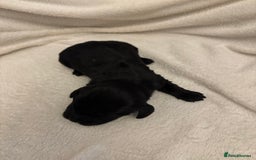 Cocker Spaniel dogs for sale: Cocker Spaniel Pups Seeking Forever Homes!💖 - Image 36