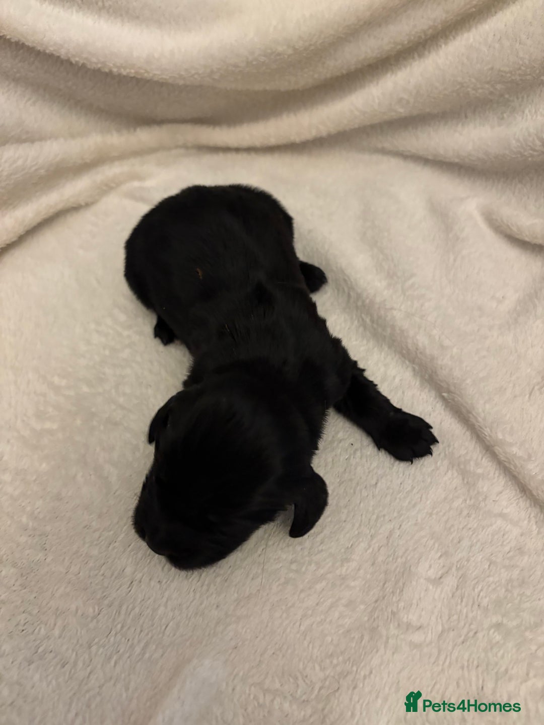 Cocker Spaniel dogs for sale: Cocker Spaniel Pups Seeking Forever Homes!💖 - Image 36