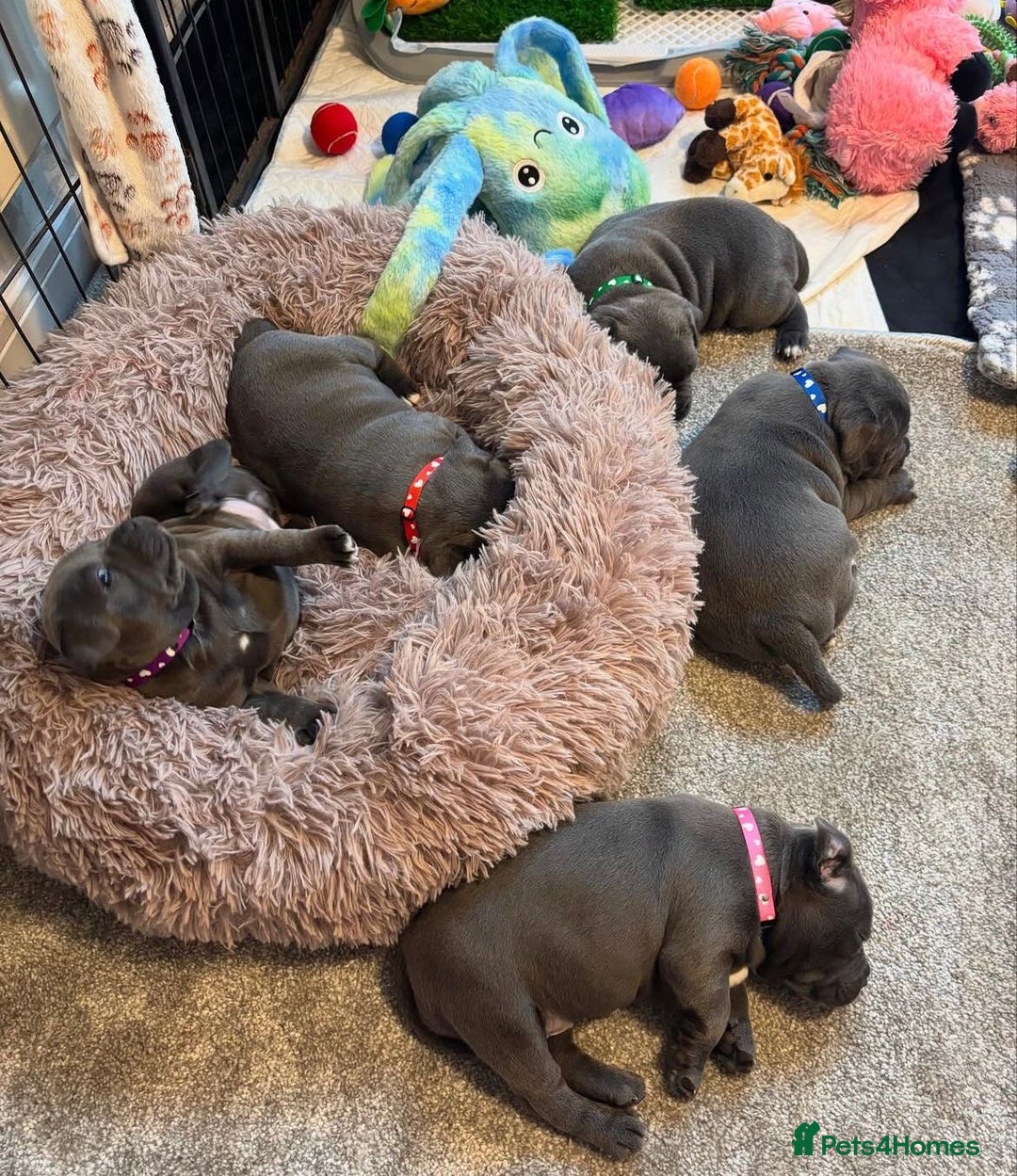 Staffordshire Bull Terrier dogs for sale: KC blue Staffordshire bull terrier puppies  - Advert 15