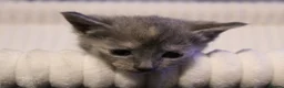 British Shorthair cats for sale: Stunning british short hair kittens 🐱  - Advert 33