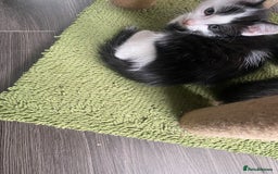 Mixed Breed cats for sale: Kitties - Image 7