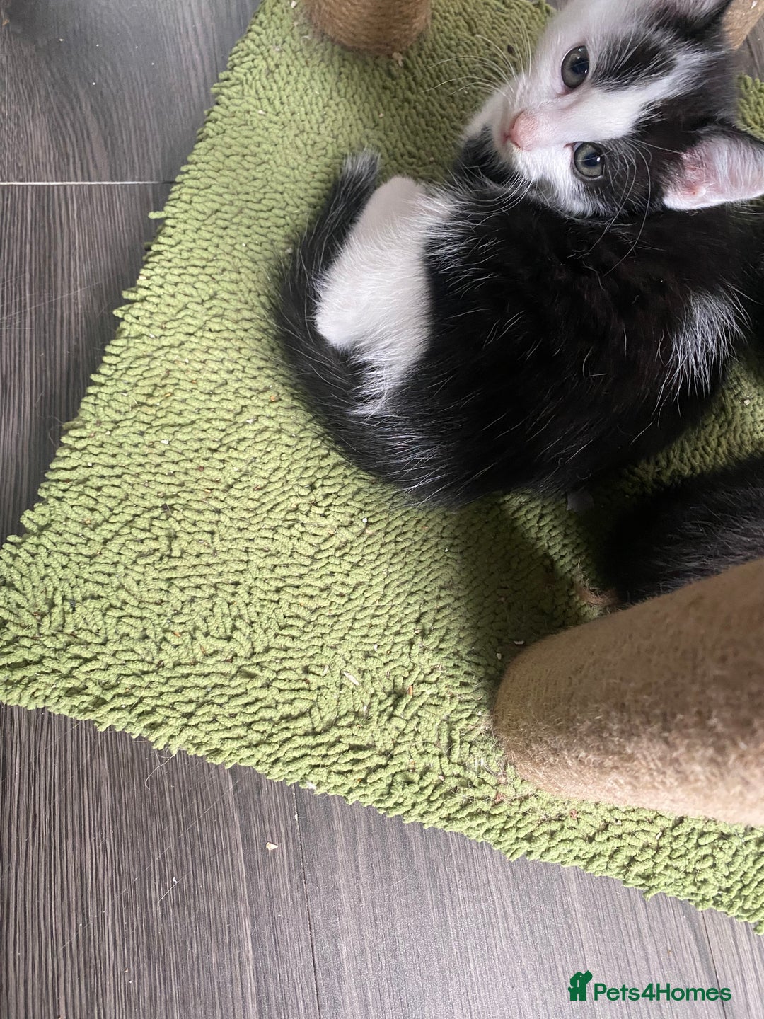 Mixed Breed cats for sale: Kitties - Image 7