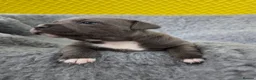 Staffordshire Bull Terrier dogs for sale: 🐾 Blue Staffy  – Champion Bloodline 🐾 - Advert 8