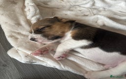 Beagle dogs for sale: Beagle  - Image 22