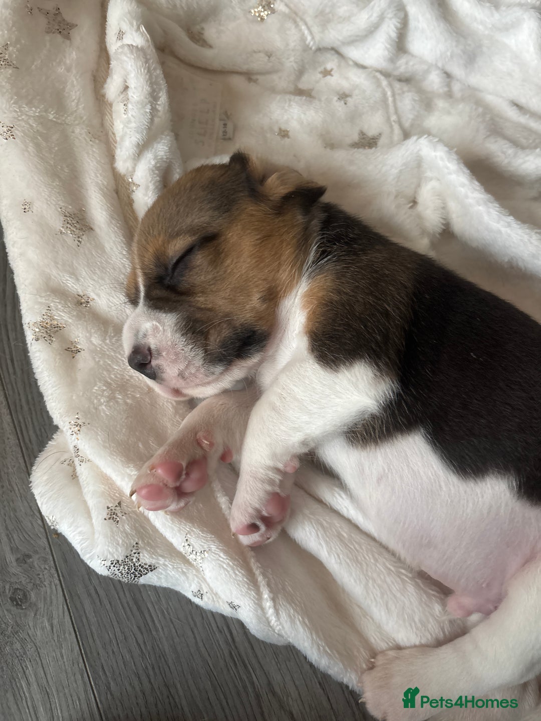 Beagle dogs for sale: Beagle  - Image 22