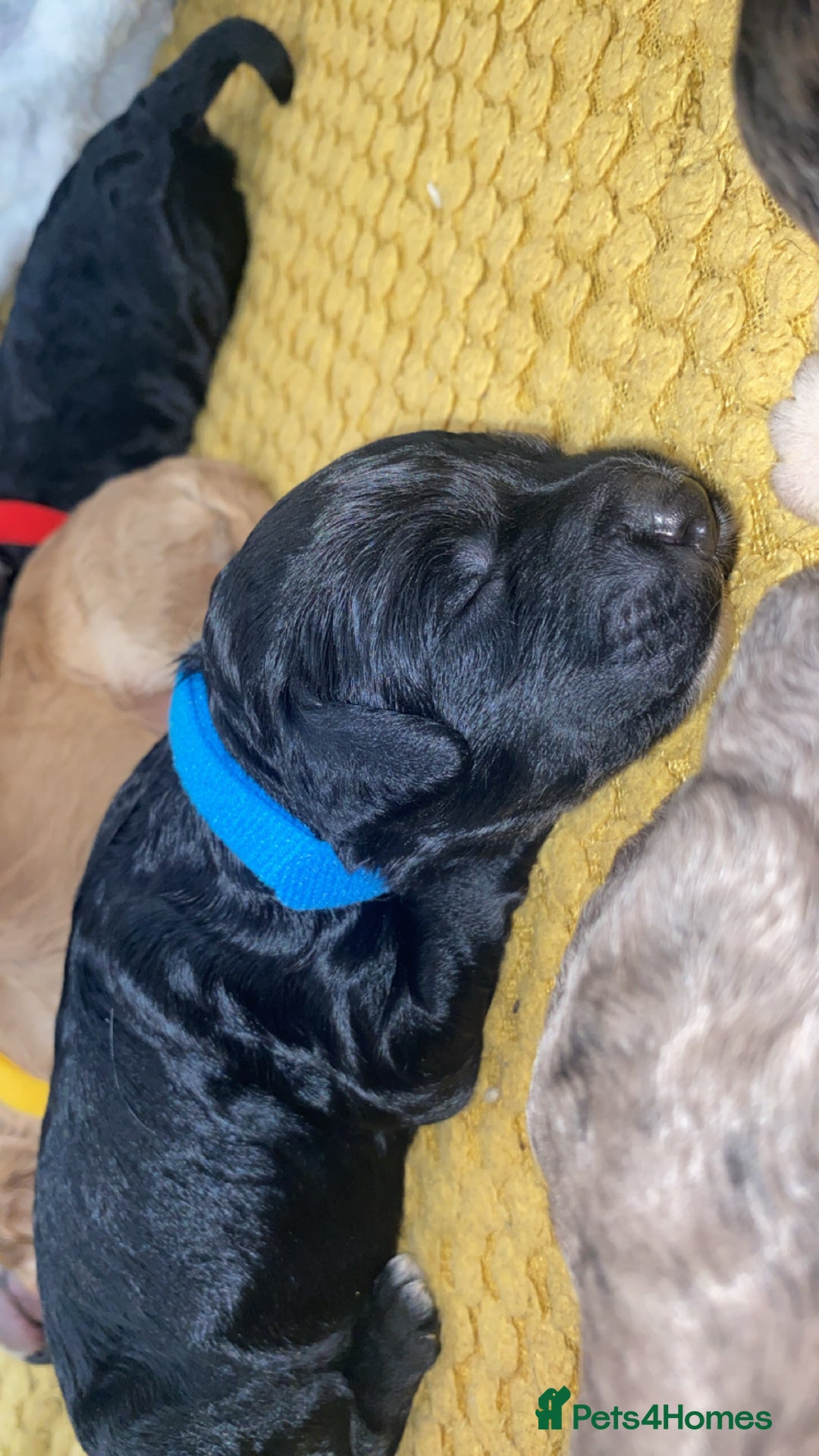Cockapoo dogs for sale: Stunning Cockapoos - Image 8