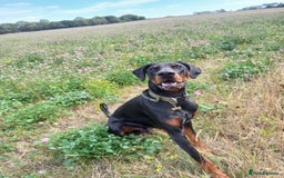Dobermann dogs for sale: ⭐️ Pregnancy confirmed FULL EUROPEAN DOBERMANN ⭐️ - Image 11