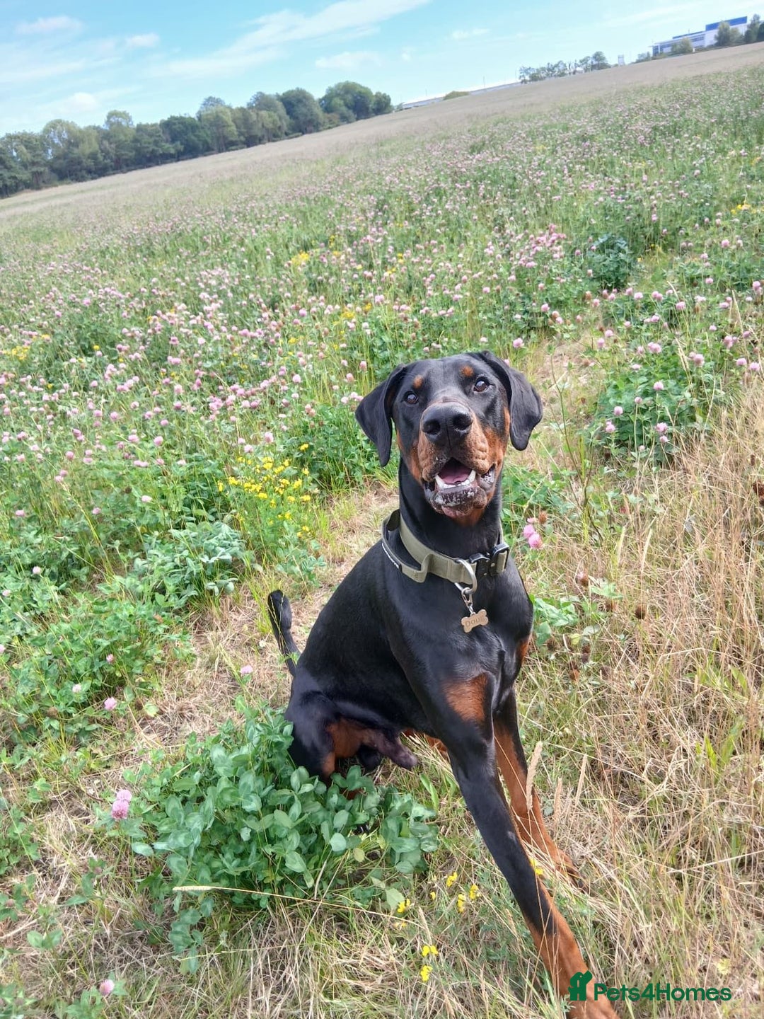 Dobermann dogs for sale: ⭐️ Pregnancy confirmed FULL EUROPEAN DOBERMANN ⭐️ - Image 11