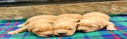 Golden Retriever dogs for sale: Gorgeous Golden Retrievers - Advert 4