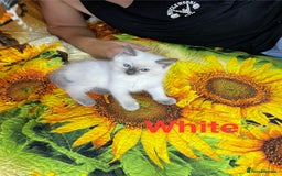 Ragdoll cats for sale: 🐈❤️5 Pure Ragdolls Waiting for Loving Family❗️❤️ - Image 21