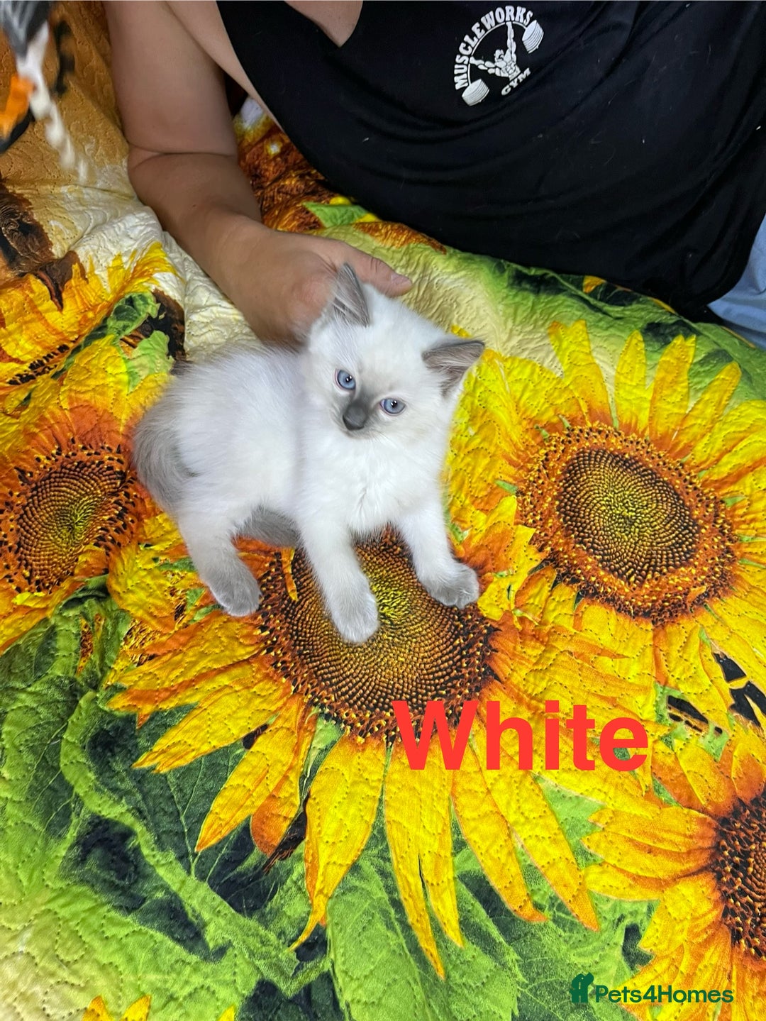 Ragdoll cats for sale: 🐈❤️5 Pure Ragdolls Waiting for Loving Family❗️❤️ - Image 21