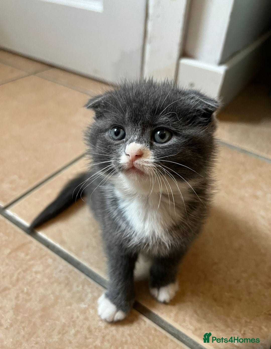 Scottish Fold cats for sale: Scottish fold cross kittens  - Image 5