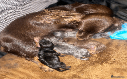 Miniature Dachshund dogs for sale: 🧬 🐶 Beautiful miniature dachshunds 🐶 🧬  - Image 1