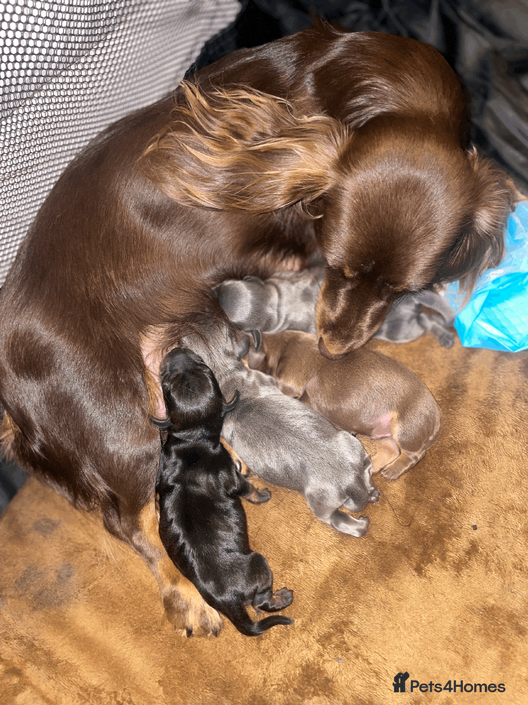 Miniature Dachshund dogs for sale: 🧬 🐶 Beautiful miniature dachshunds 🐶 🧬  - Image 1
