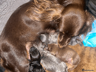 Miniature Dachshund dogs - Advert 1