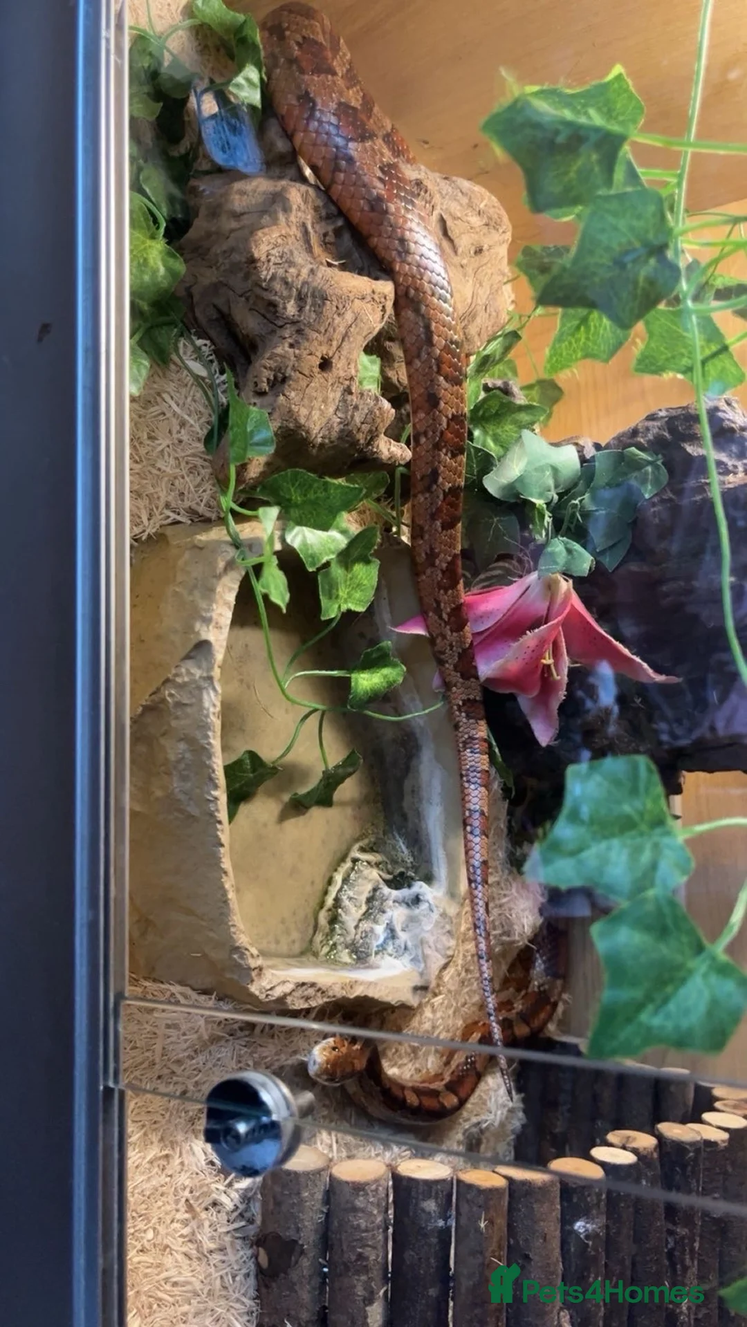 Corn Snake reptiles for sale: Selling my male corn snake 150pound   - Advert 4