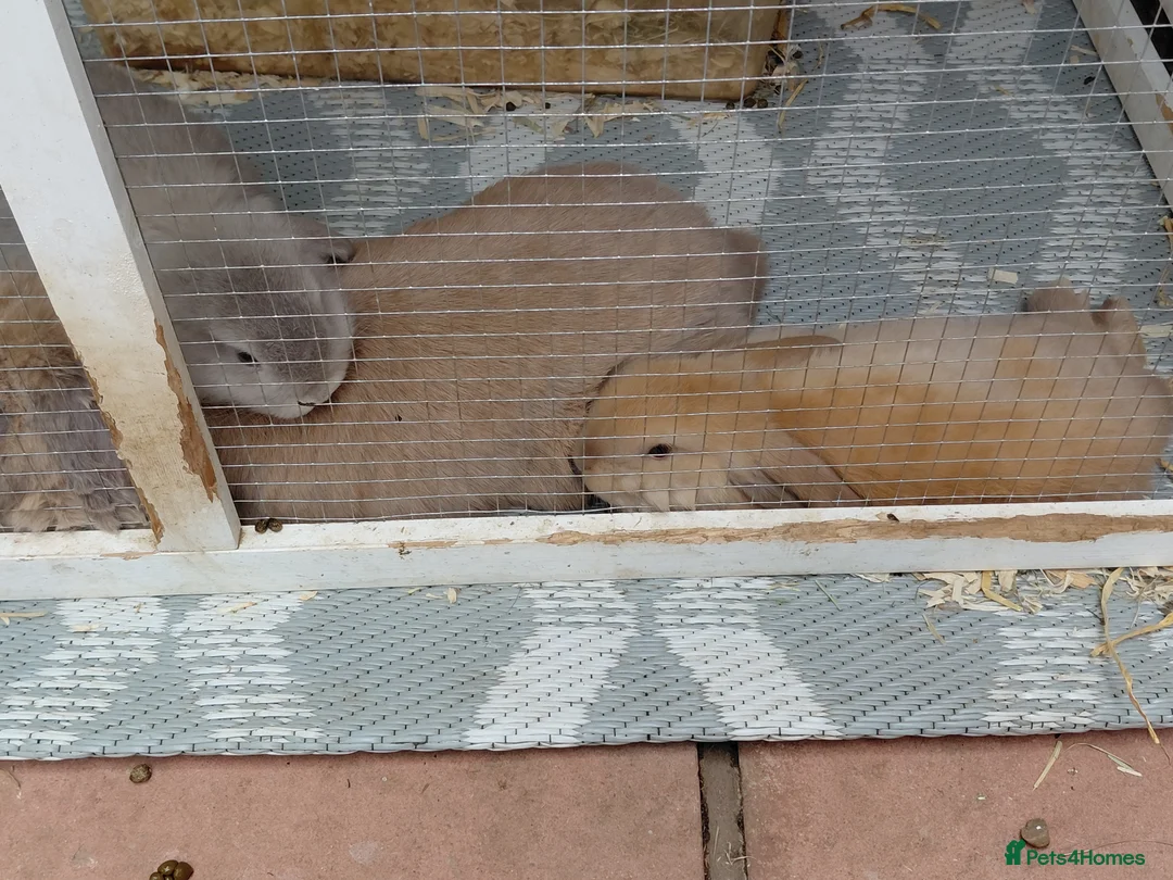 Mini Lop rabbits for sale: MINI LOP in Barnet - Advert 2