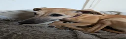Whippet dogs for sale: REHOME - POPPY WHIPPET GIRL - Advert 2