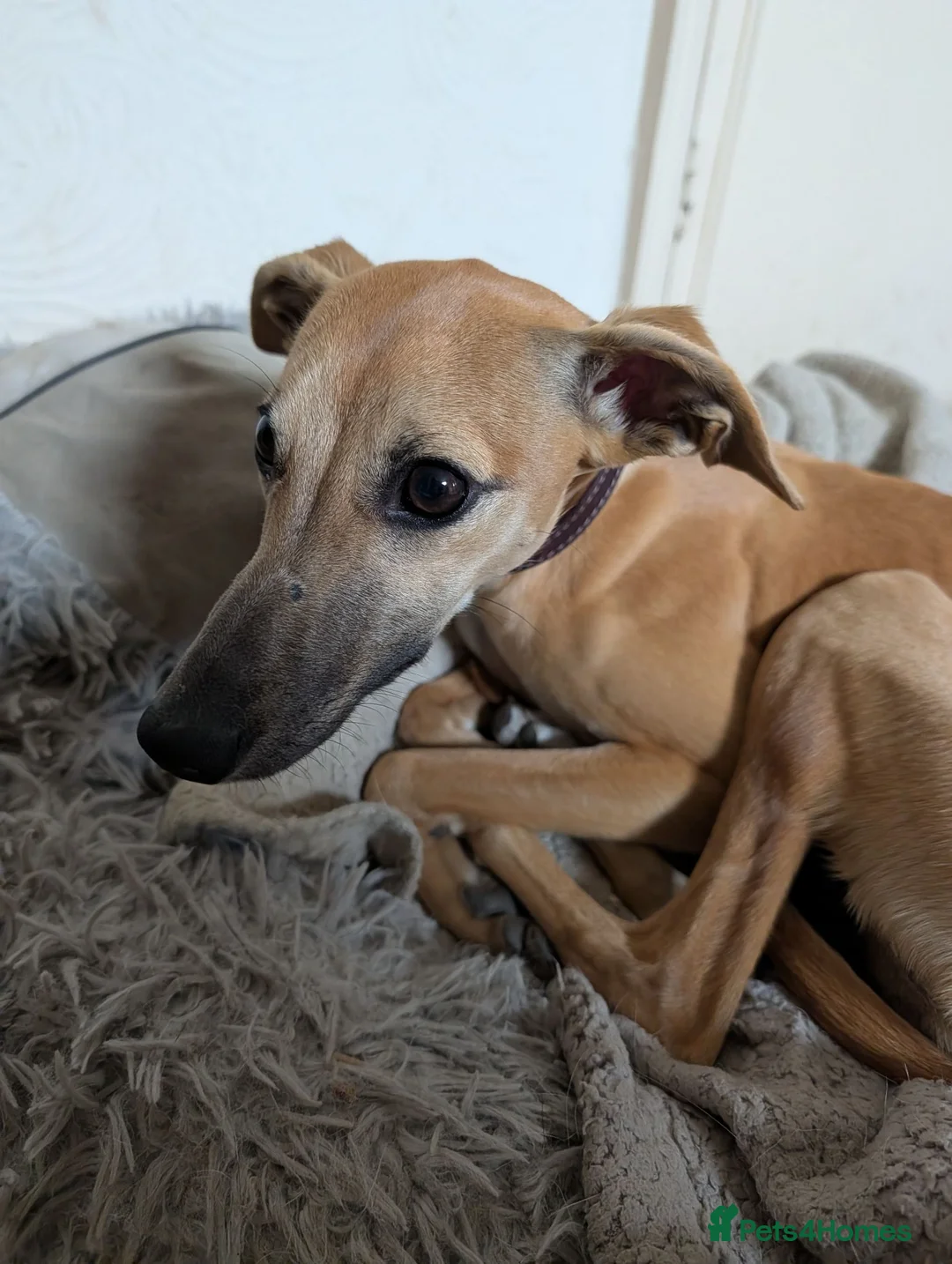 Whippet dogs for sale: REHOME - POPPY WHIPPET GIRL - Advert 2