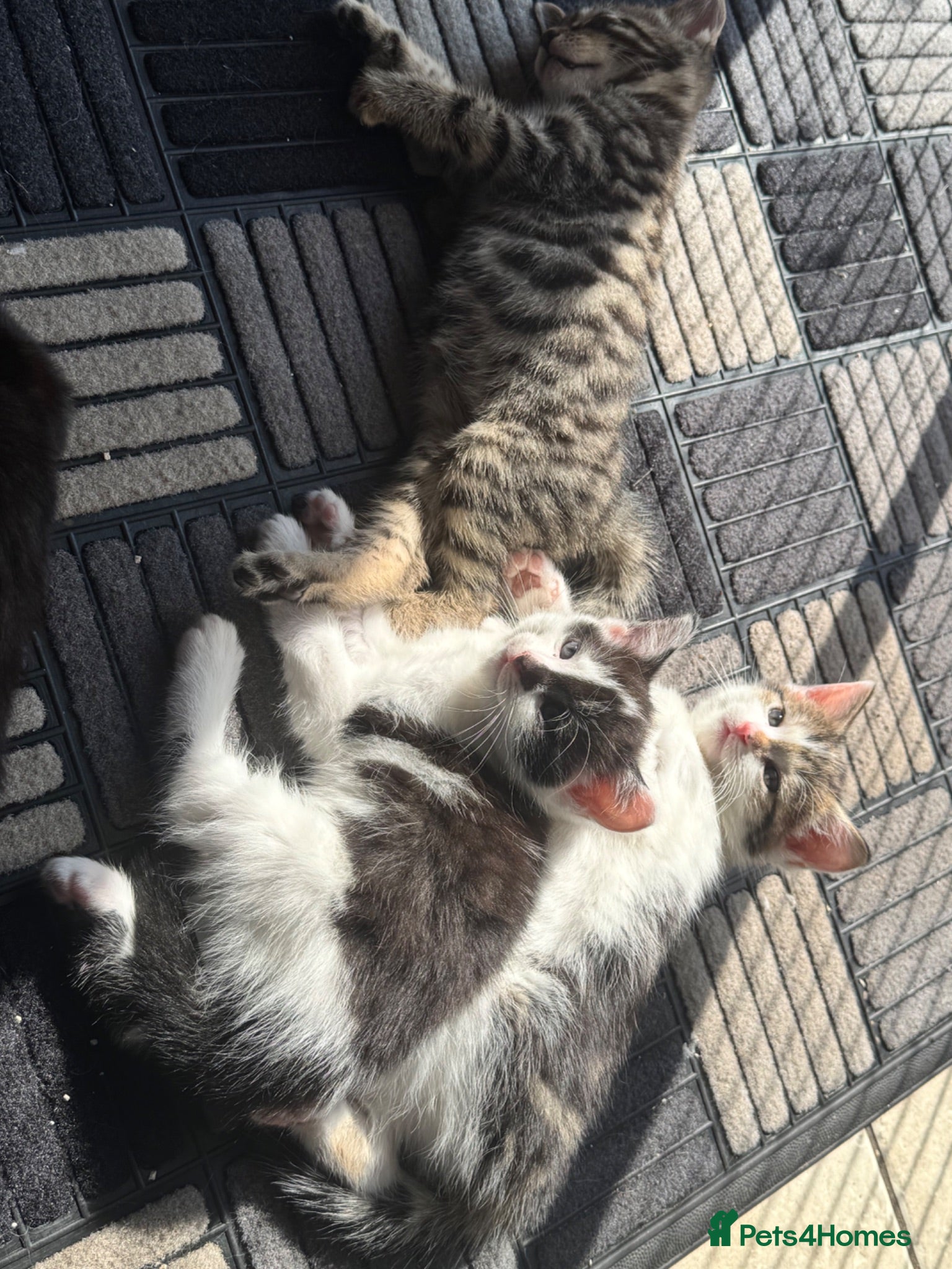 Mixed Breed cats 3 Beautiful kittens - Advert 10