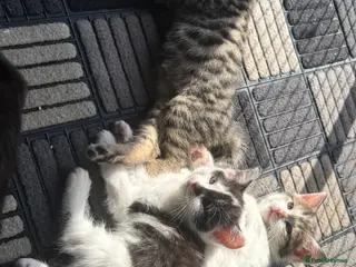 Mixed Breed cats 3 Beautiful kittens - Advert 1