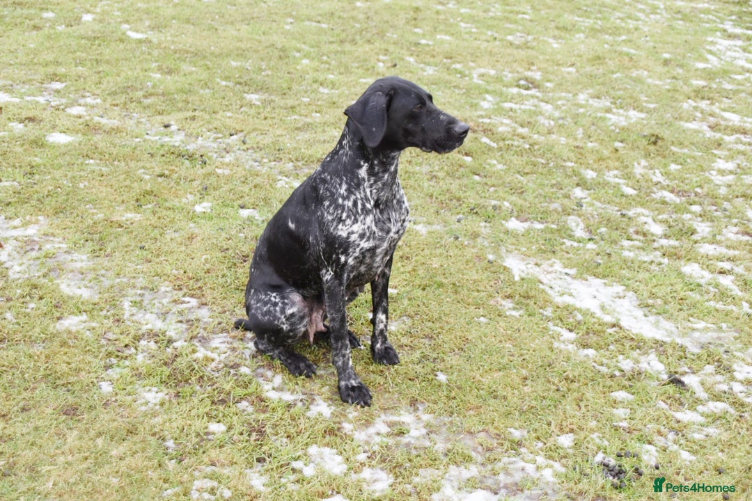 German Shorthaired Pointer dogs for sale: Kc reg beautiful pointers  - Advert 3