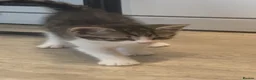 American Shorthair cats for sale: Cute non violent kitten  - Advert 10