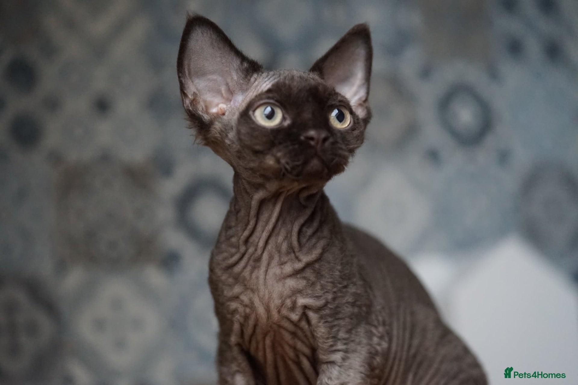 Devon Rex cats 🤎 Chocolate Devon Rex Boy Umber 🤎 - Advert 3