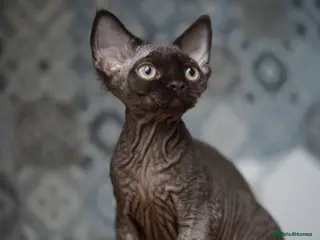 Devon Rex cats 🤎 Chocolate Devon Rex Boy Umber 🤎 - Advert 3