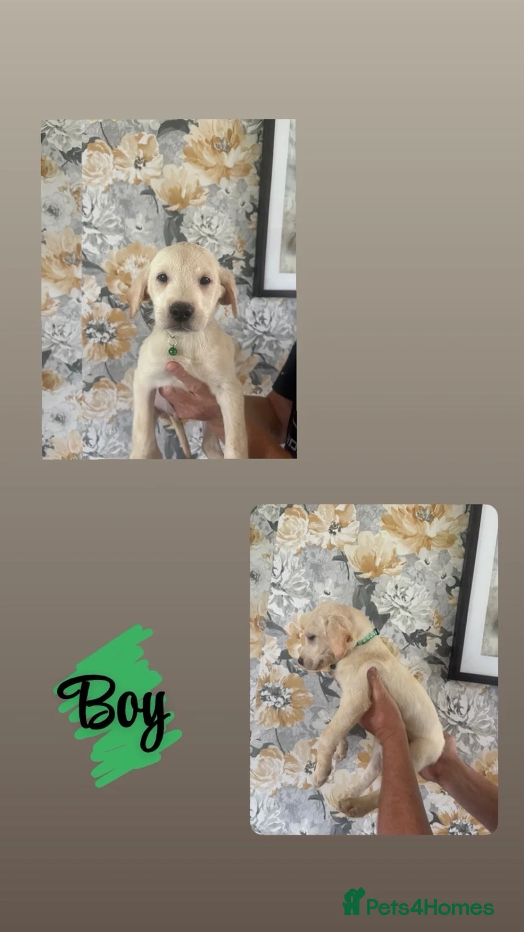 Labrador Retriever dogs for sale: 🐾💙 HANDSOME  LABRADOR RETRIEVER BOYS 💙🐾 in Holywell - Advert 5