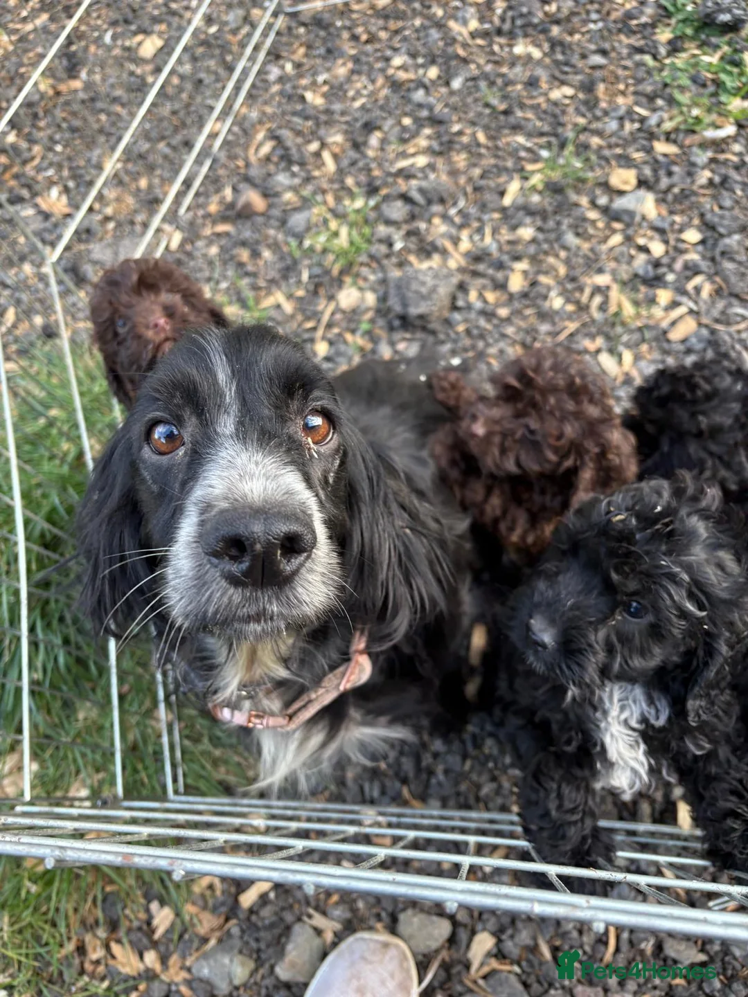Cockapoo dogs for sale: Gorgeous little teddy bears - Advert 1