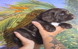 Sprocker dogs for sale: Beautiful Sproker pups for sale   - Image 27