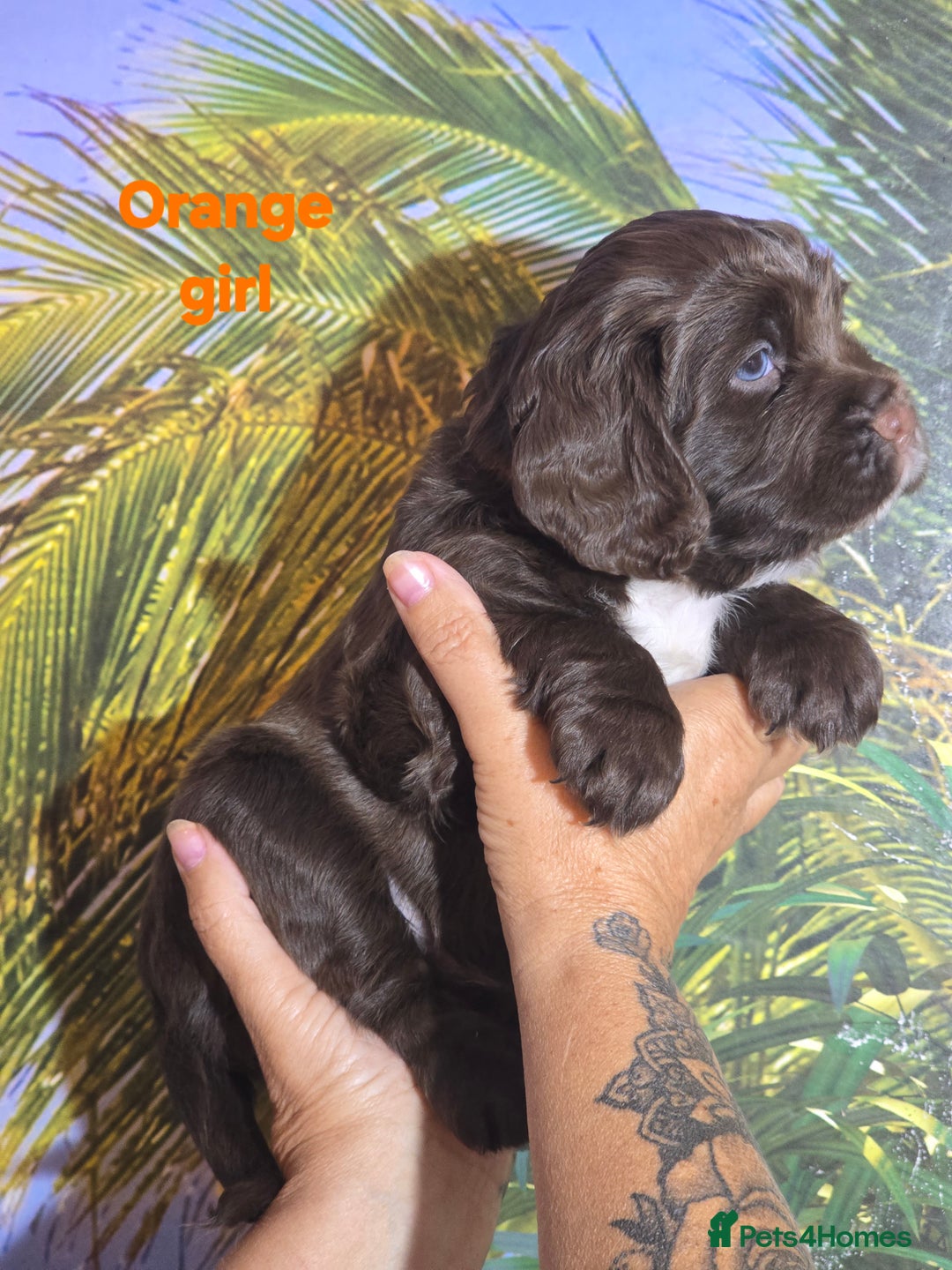 Sprocker dogs for sale: Beautiful Sproker pups for sale   - Image 27