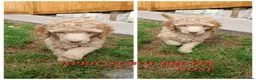 Standard Poodle dogs for sale: Standard poodle puppy's kc reg - Advert 2