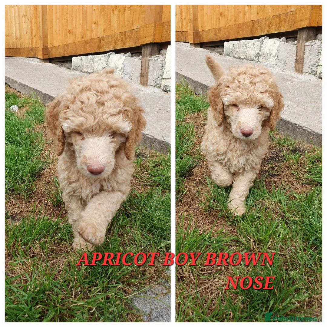 Standard Poodle dogs for sale: Standard poodle puppy's kc reg - Advert 2